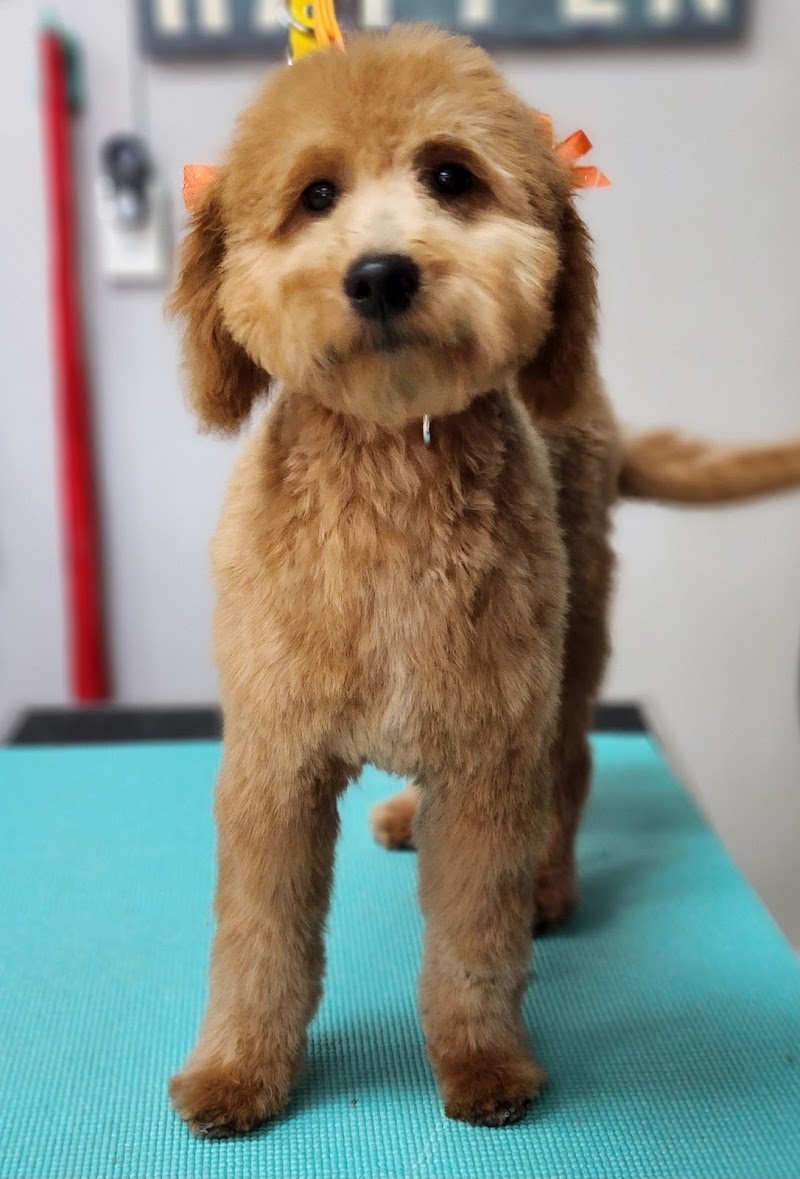 Wag-N-Tails Pet Grooming