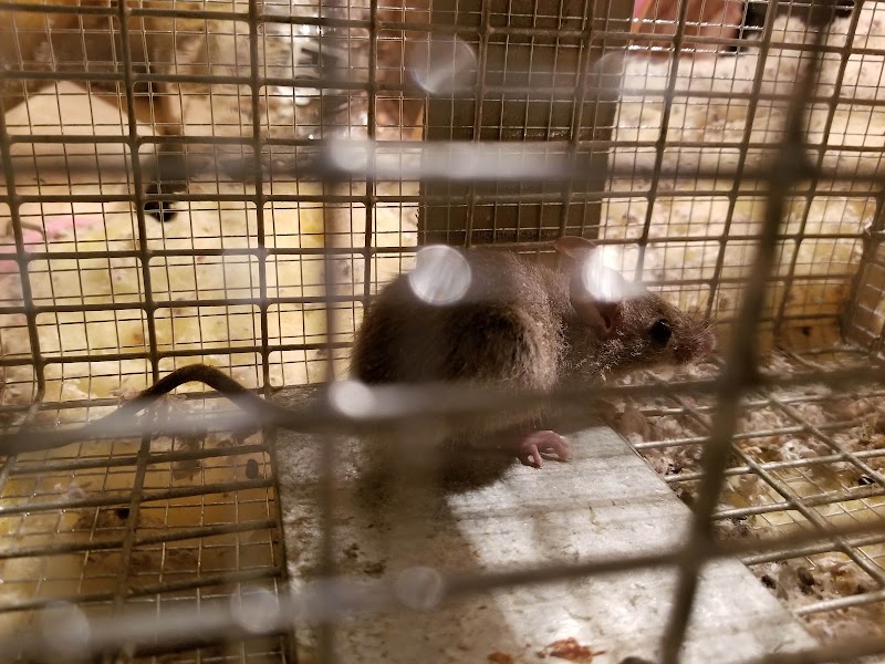 Desert Squad Pest & Wildlife – Pest Control and Wildlife Removal