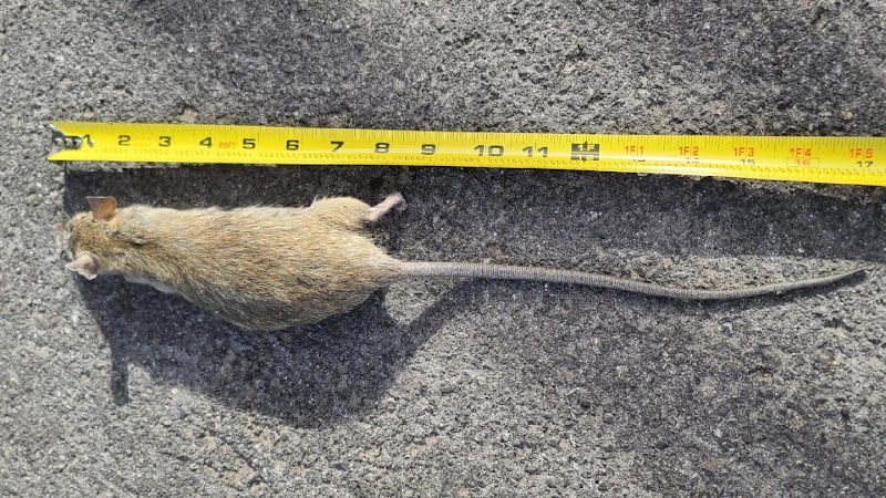 Desert Squad Pest & Wildlife – Pest Control and Wildlife Removal