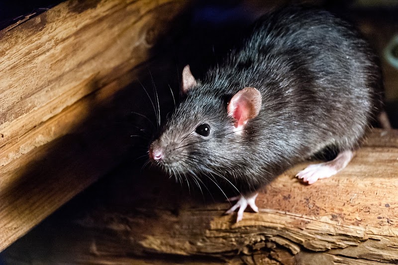 Desert Squad Pest & Wildlife – Pest Control and Wildlife Removal