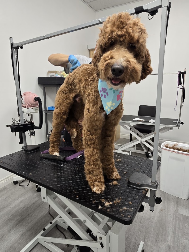 Paw Wow