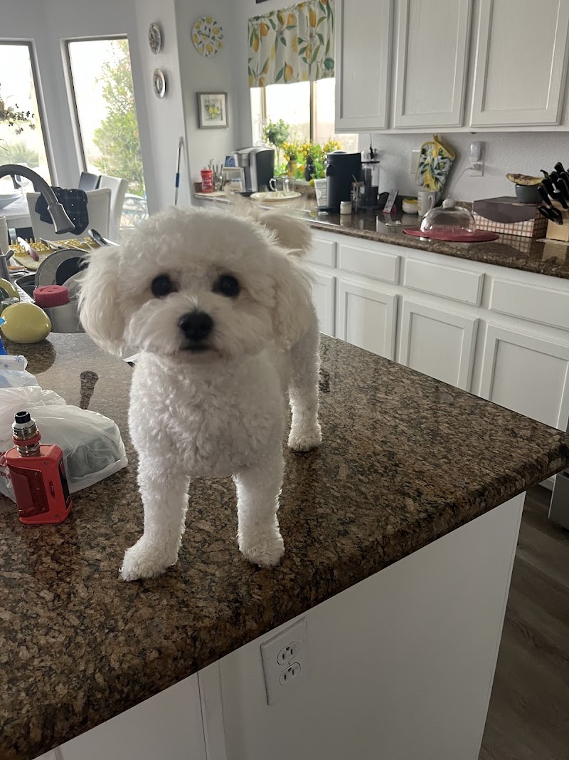 Barks and Bubbles Salon & Mobile Pet Grooming