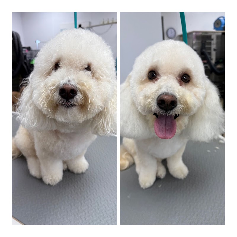 Barks and Bubbles Salon & Mobile Pet Grooming