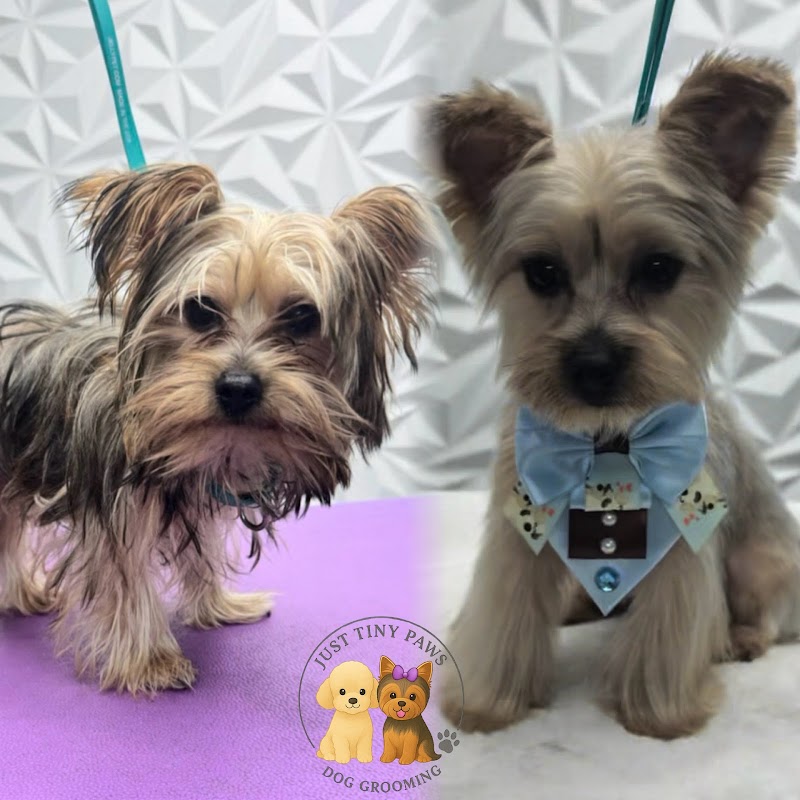 JUST TINY PAWS DOG GROOMING