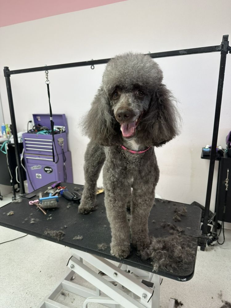 PinkPaw Pet Salon