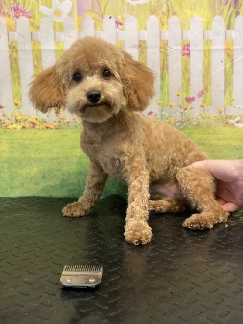 SOS Dog Grooming