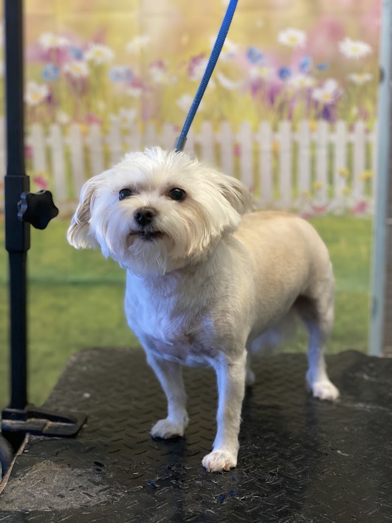 SOS Dog Grooming