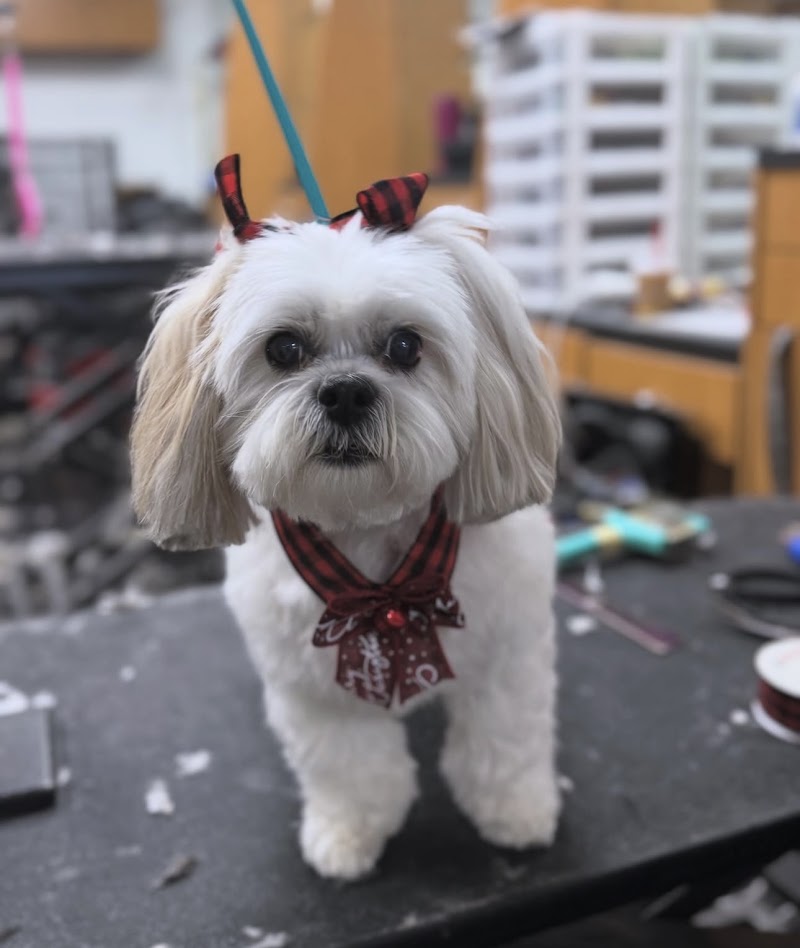 Happy And Lucky Pet Salon And Mobile Grooming.