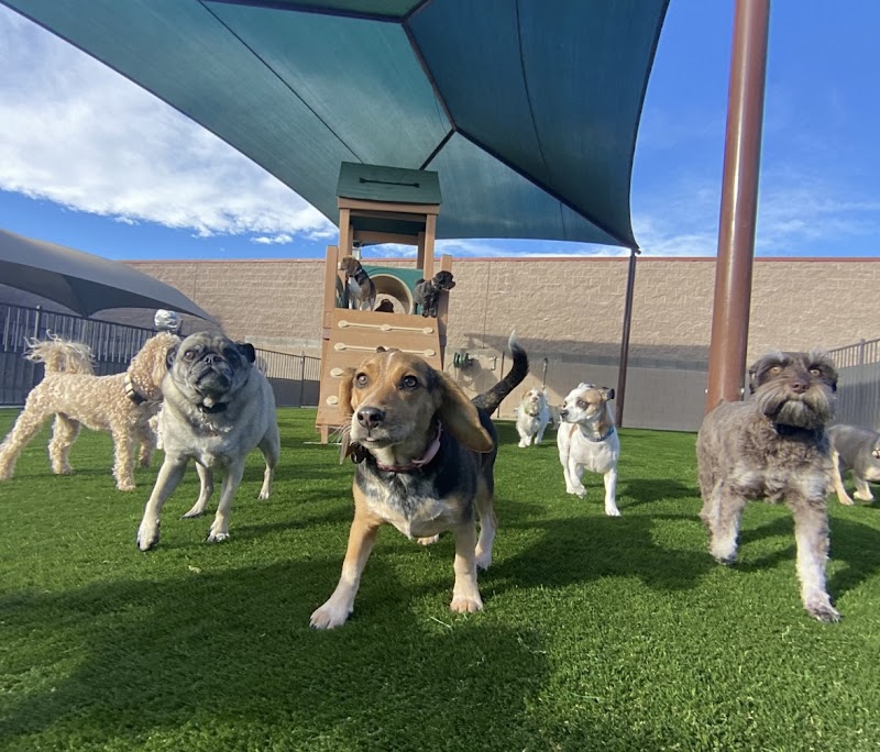 Tails Pet Resort