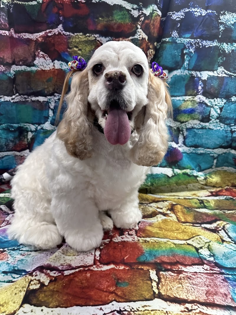 Paw-lished Pets Salon