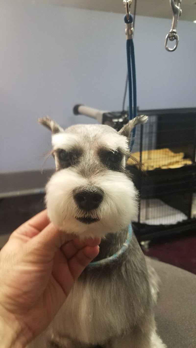 Hair Of The Dog Grooming Salon