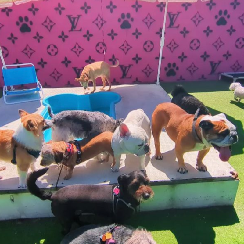 Pawsh Palace