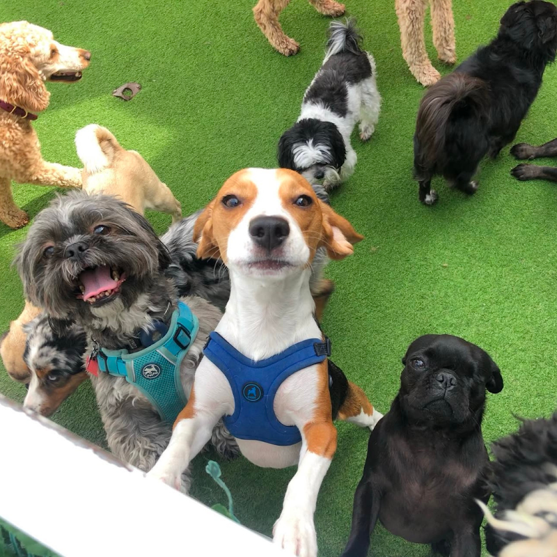 Pawsh Palace