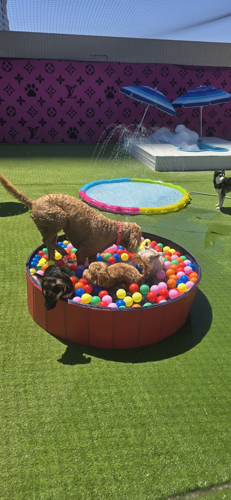 Pawsh Palace
