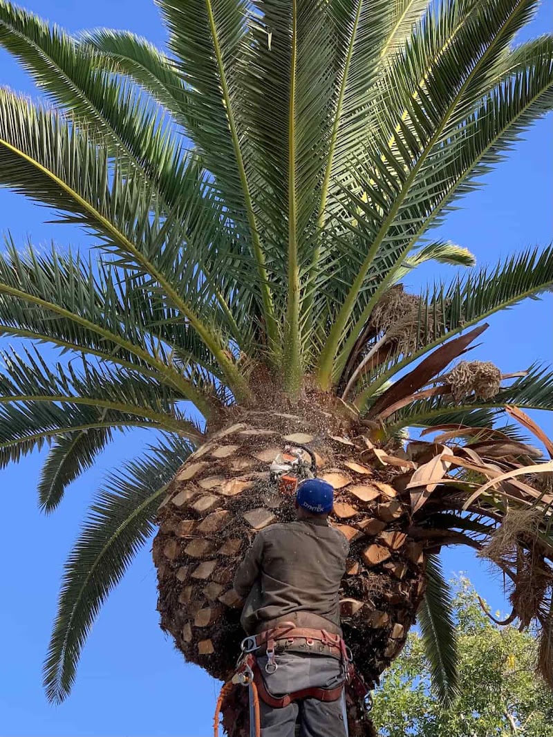 A Cut Above Tree Service