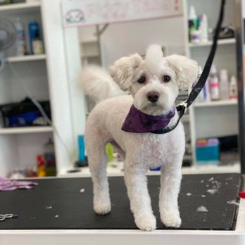 Piggy Tails Pet Spa & More