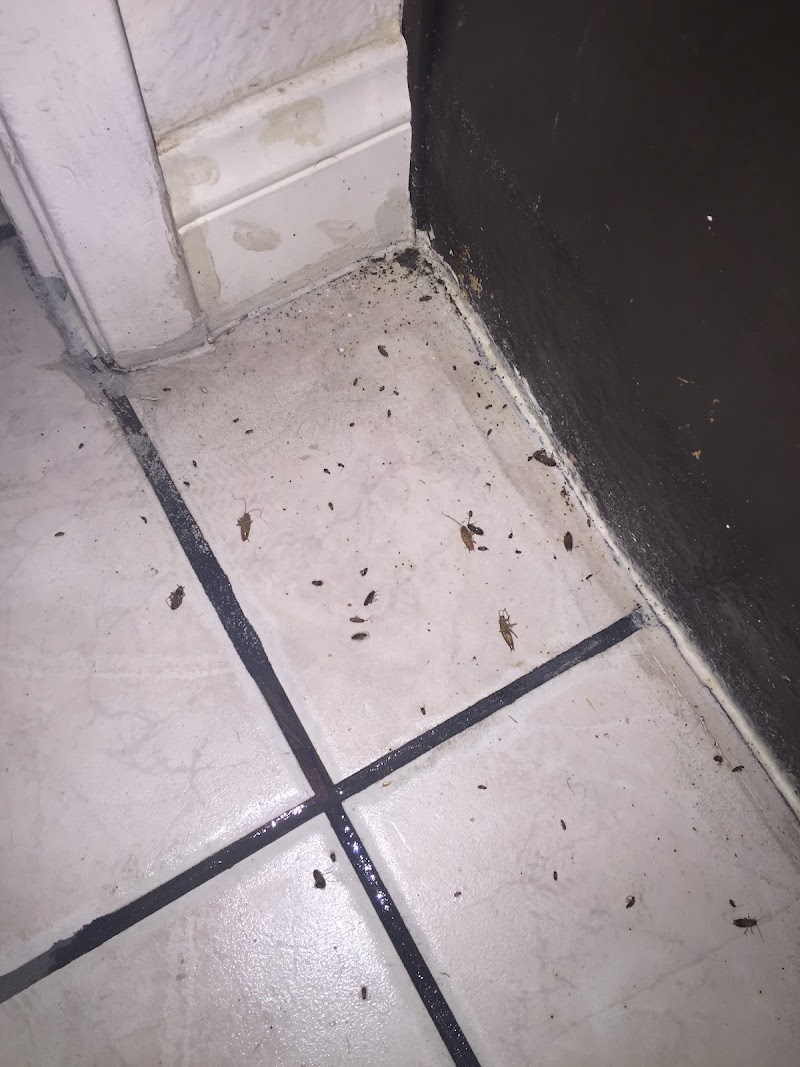Josh The Bug Guy - Pest Control in Las Vegas