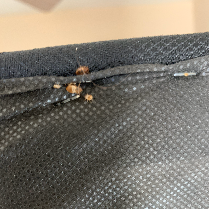 Josh The Bug Guy - Pest Control in Las Vegas