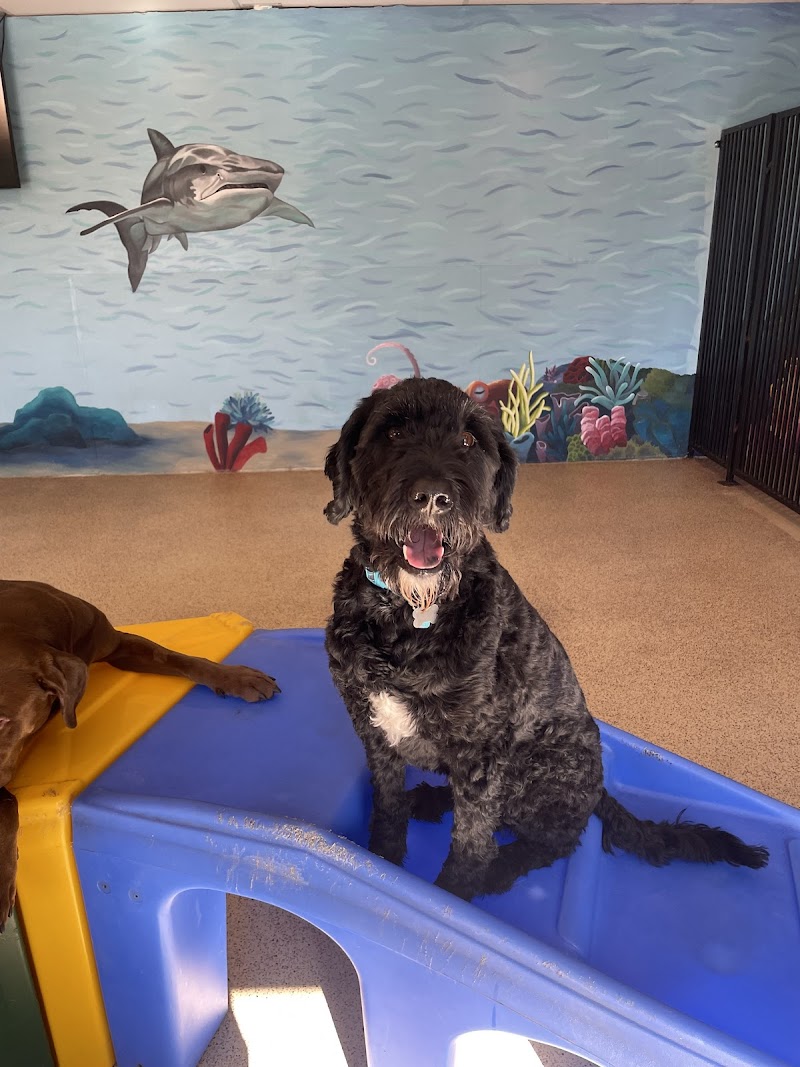 Adventure Pet Resort