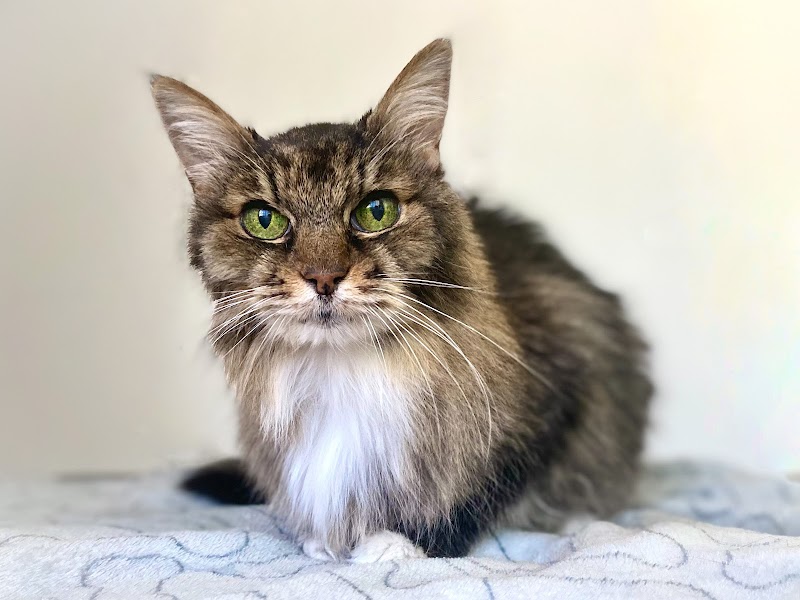 All Cats Are Beautiful: Feline Exclusive Grooming