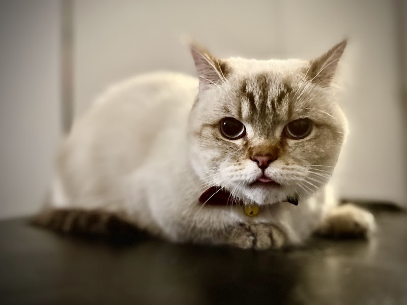 All Cats Are Beautiful: Feline Exclusive Grooming