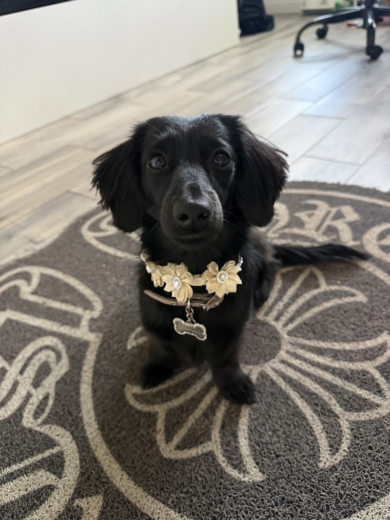 Pawfect Beauty Luxury Grooming