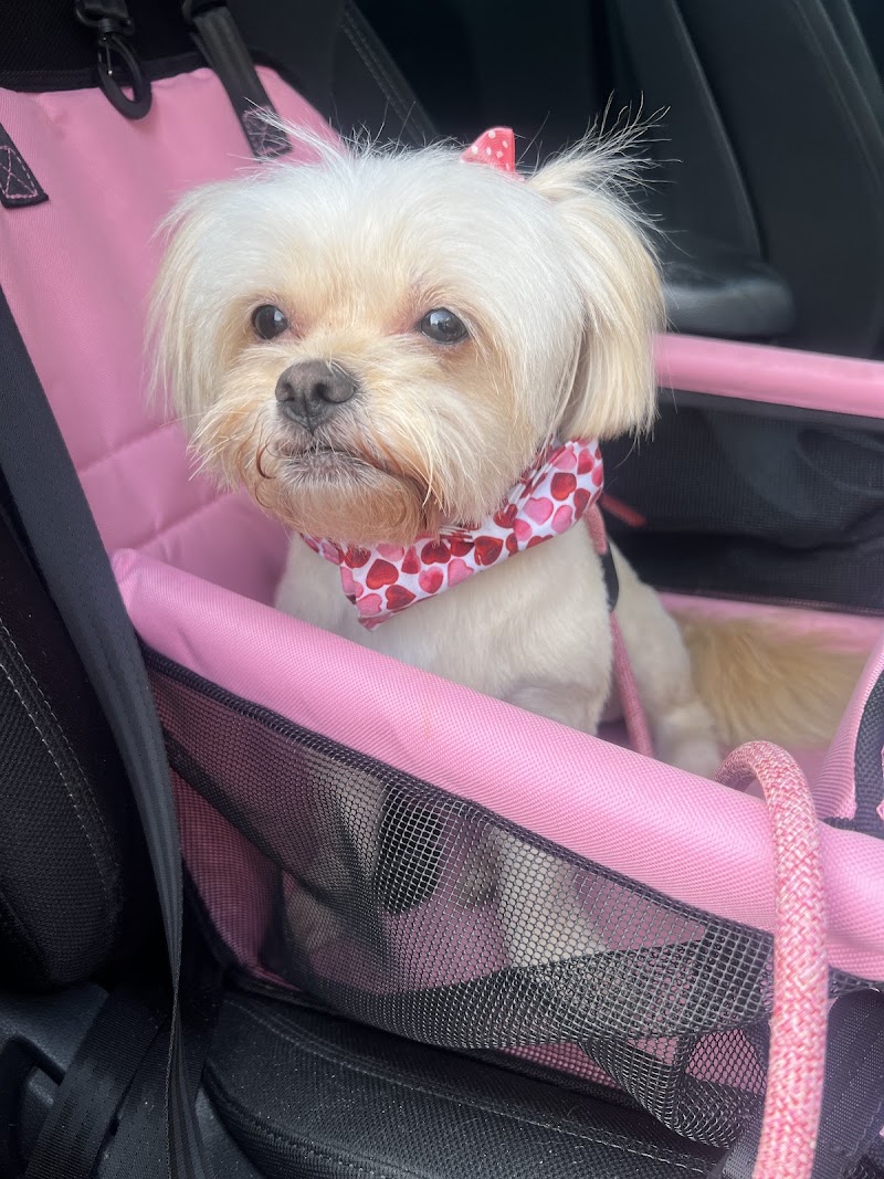 All Dogs Go To Bev