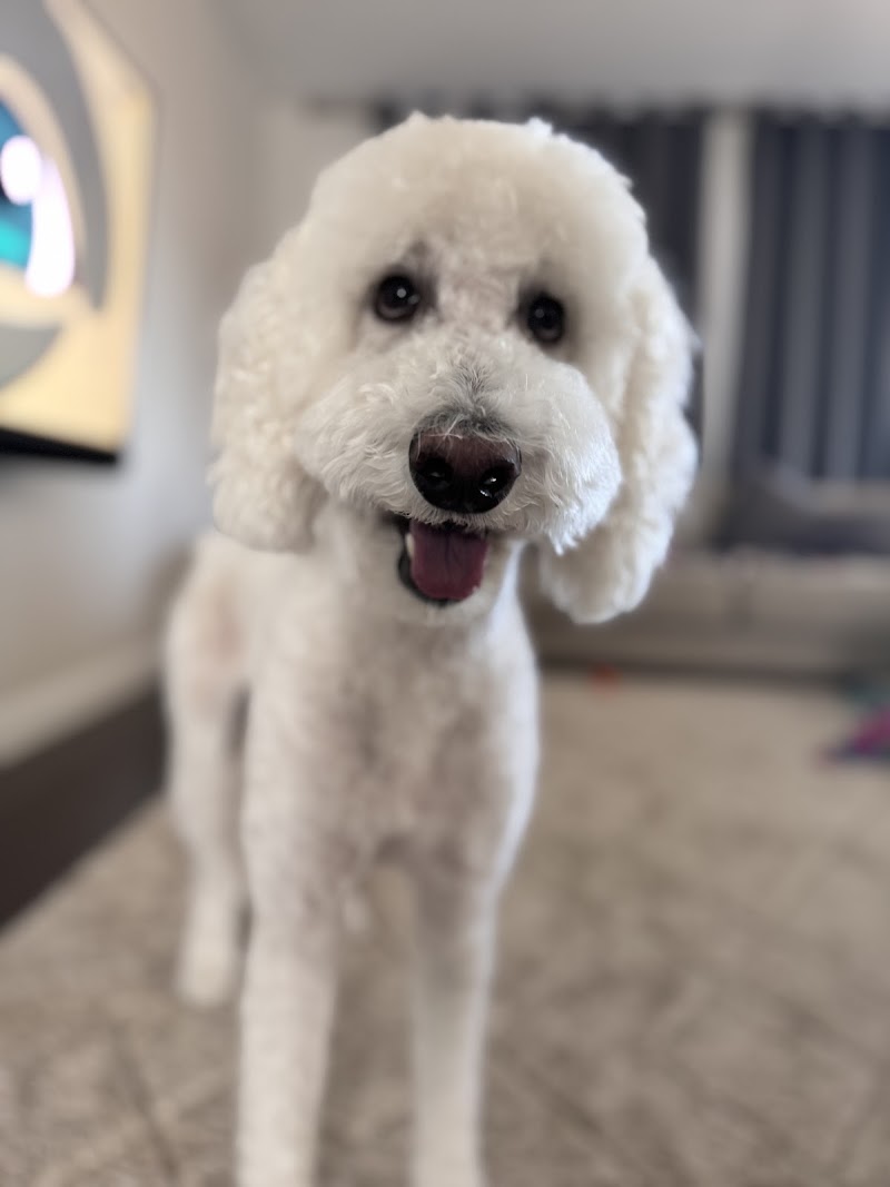 PAWlish Pet Salon & Mobile Grooming