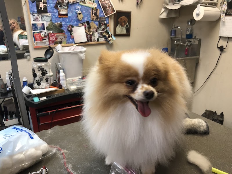 PAWlish Pet Salon & Mobile Grooming