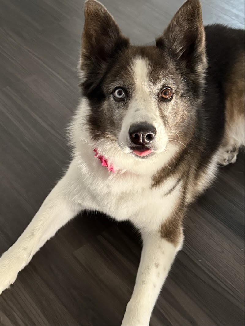 Just Like Home Doggie Hotel and Grooming