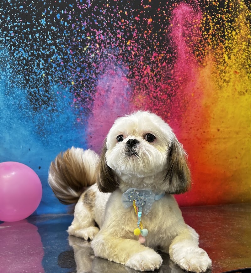 Leashes Pet Salon
