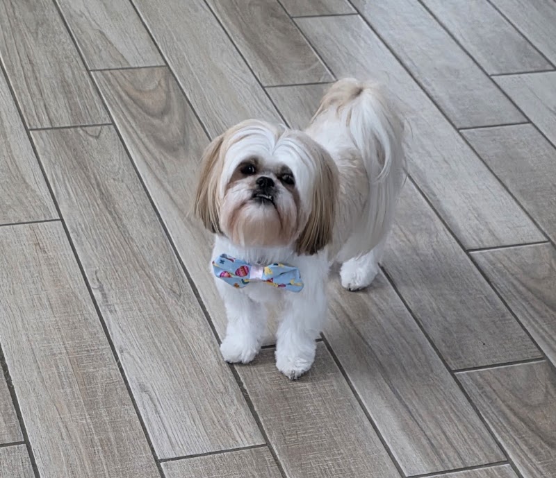 Leashes Pet Salon