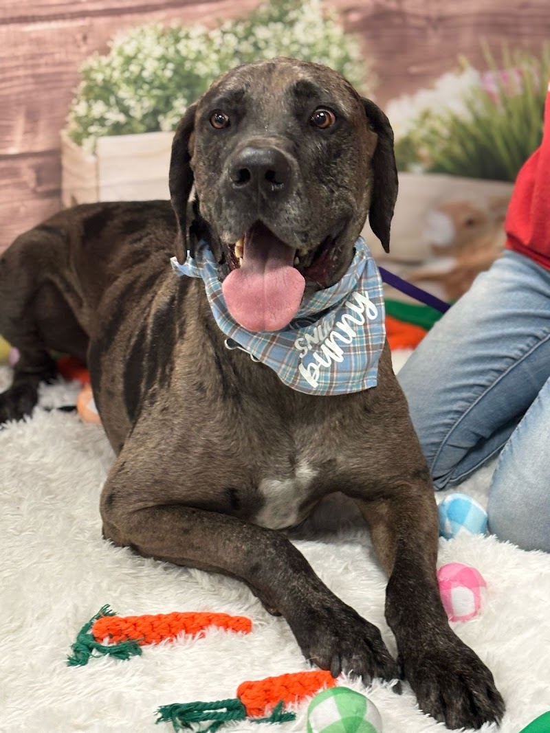 Camp Bow Wow Las Vegas