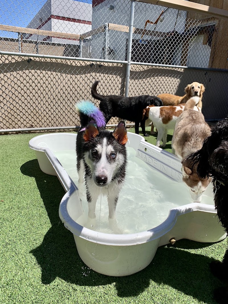 Camp Bow Wow Las Vegas